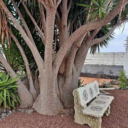Tenerife Apartment Dulcynea With Terrace And Garden 600M2 With Ocean And Teide View Icod De Los Vinos Eksteriør bilde